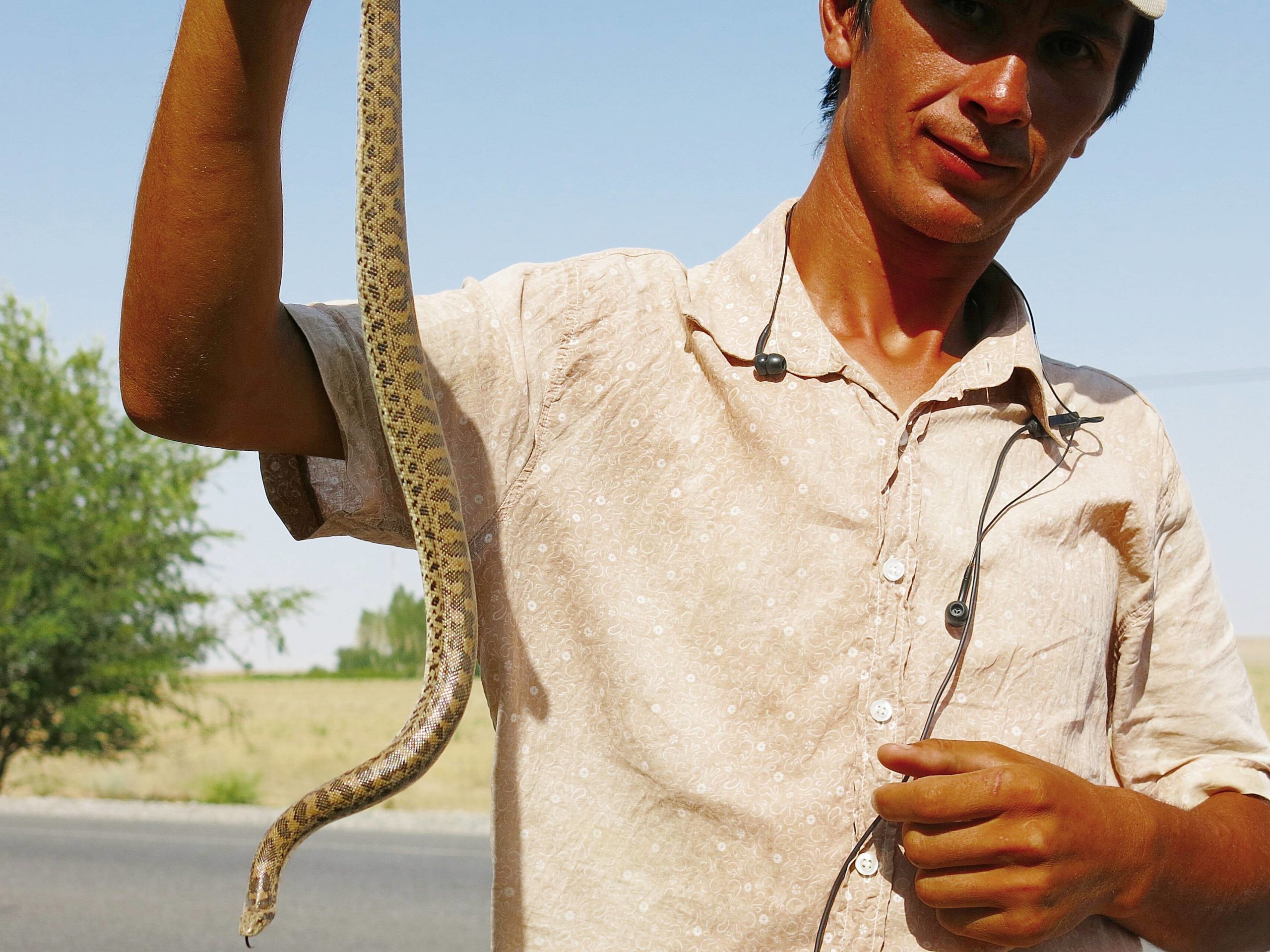 snake Khujand, Tajikistan.