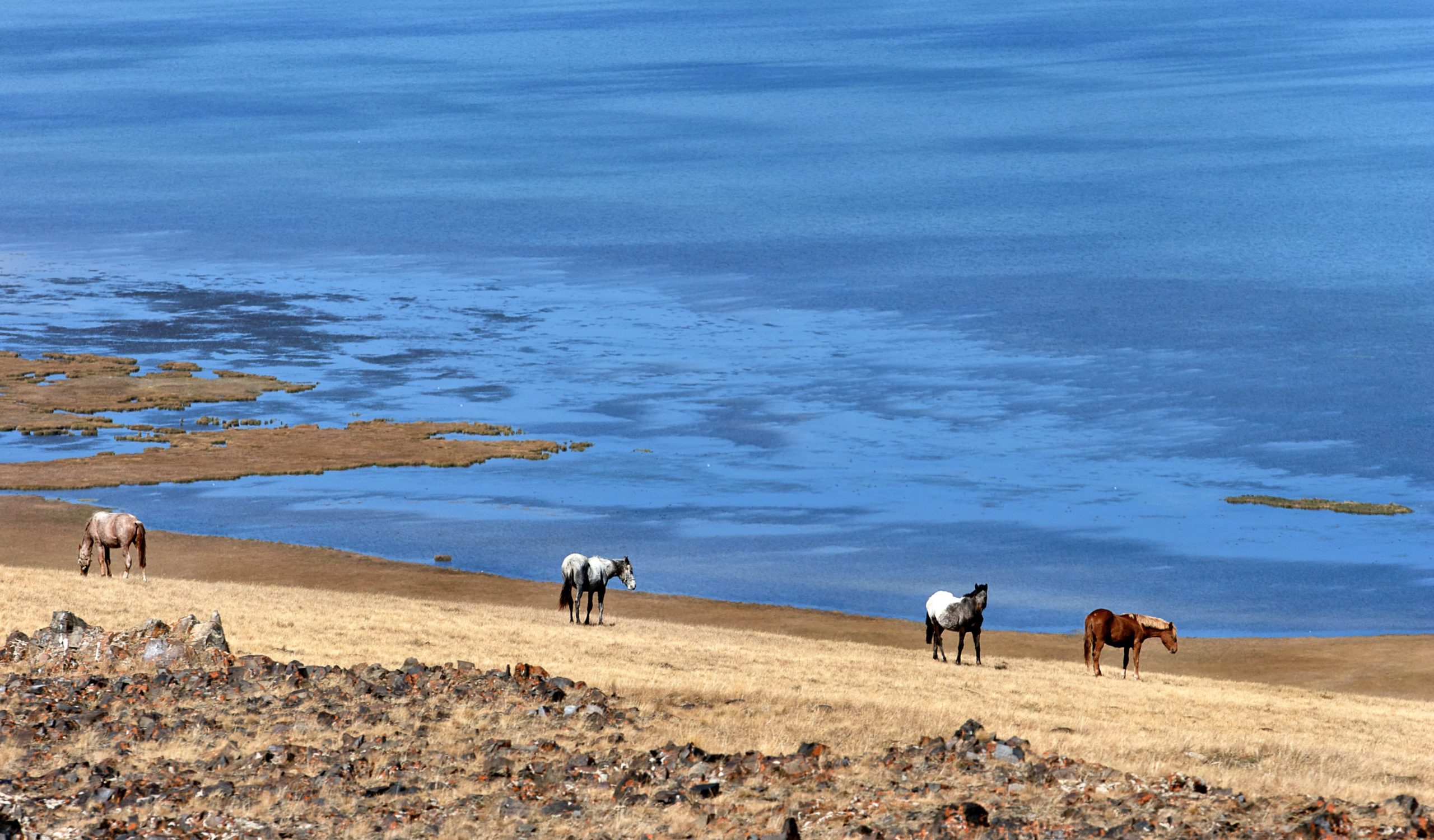 kyrgyzstan horses lake son kul