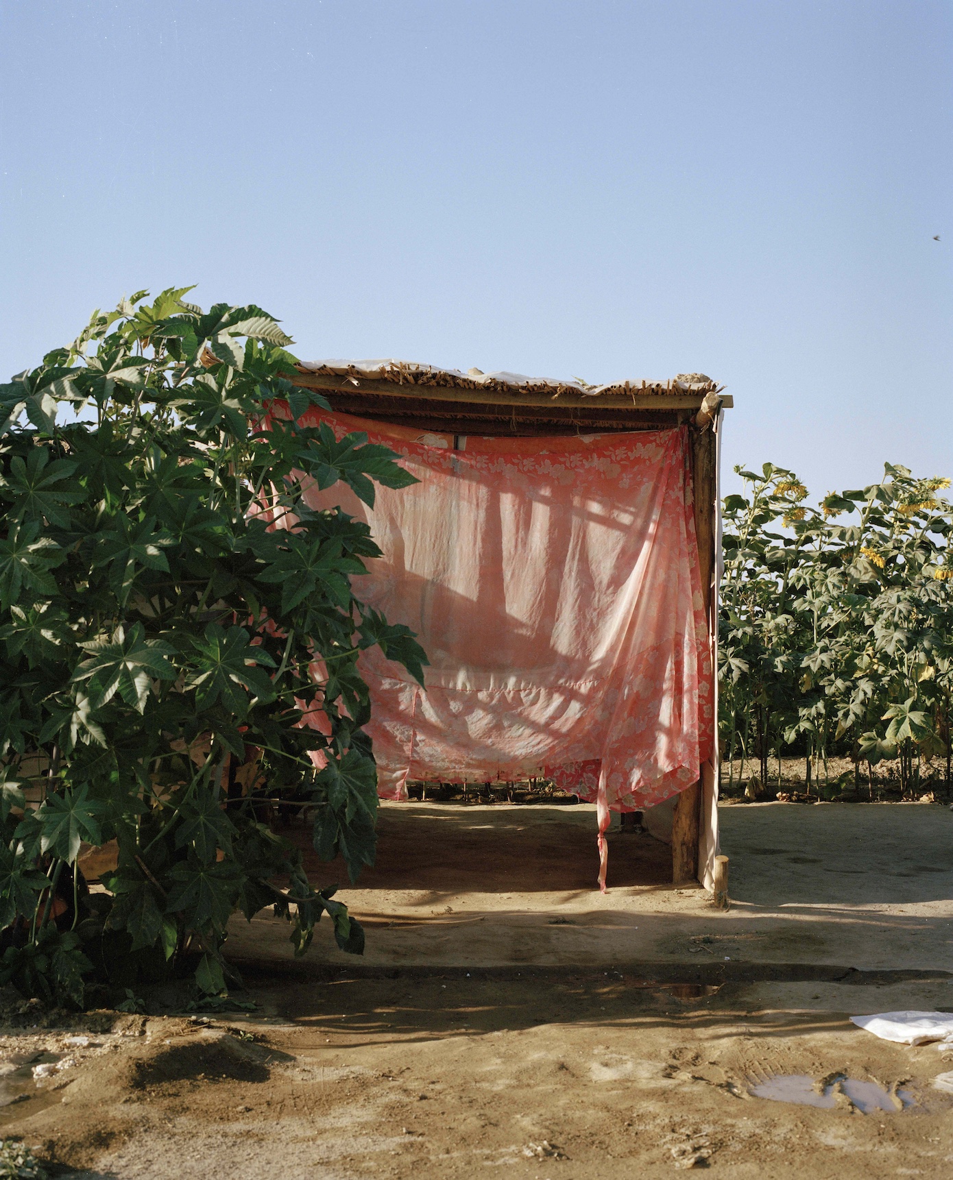 Kamila Rustembekova Jizzakh agriculture