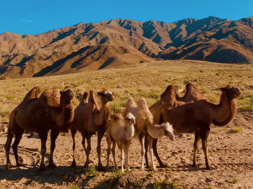 camels on the road to Naryn