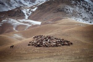 A shepherd on horseback guards his flock in the Naryn region of Kyrgyzstan.