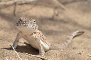 Hizer Brukdan jinsiy aloqa