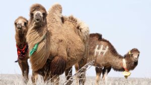 Camel in the desert of the Aral Sea, near Aralsk, Kazakhstan.