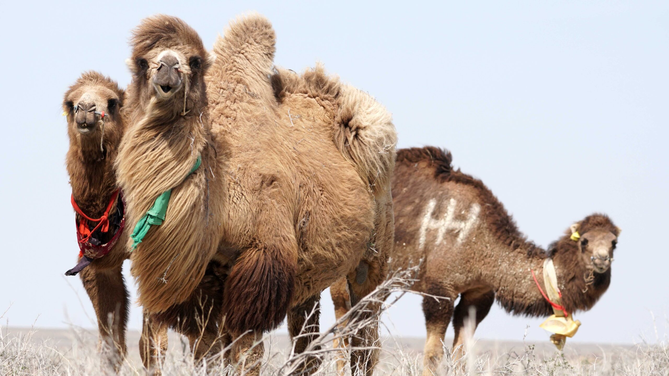 Camel in the desert of the Aral Sea, near Aralsk, Kazakhstan.
