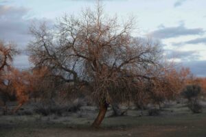 Euphrates poplar in Taukum desert , Balkash region