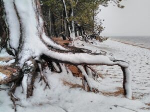 tree roots covered in snow, Burabay, Kazakhstan