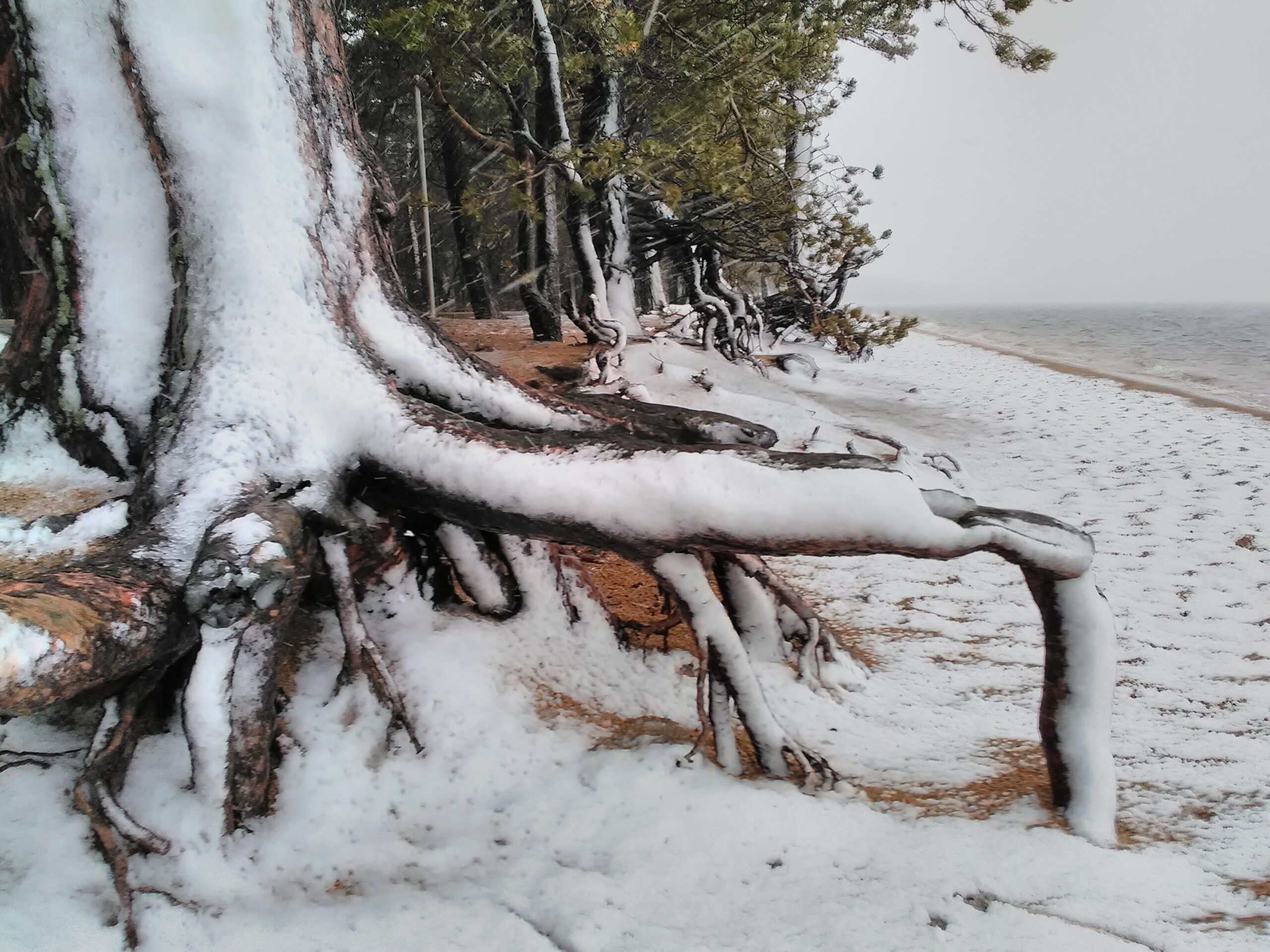 tree roots covered in snow, Burabay, Kazakhstan