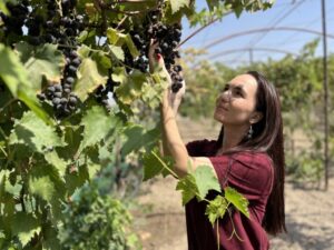 Kamila Akhunova in the vineyard of the family estate, located a few kilometres from Tashkent, Uzbekistan. © Louise Simondet