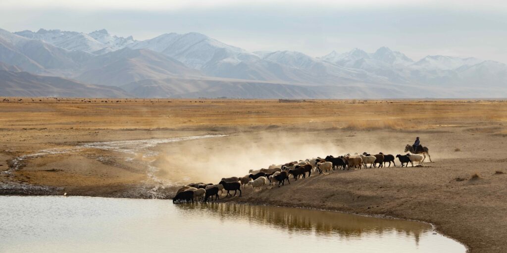 A flock of sheep in Naryn Province