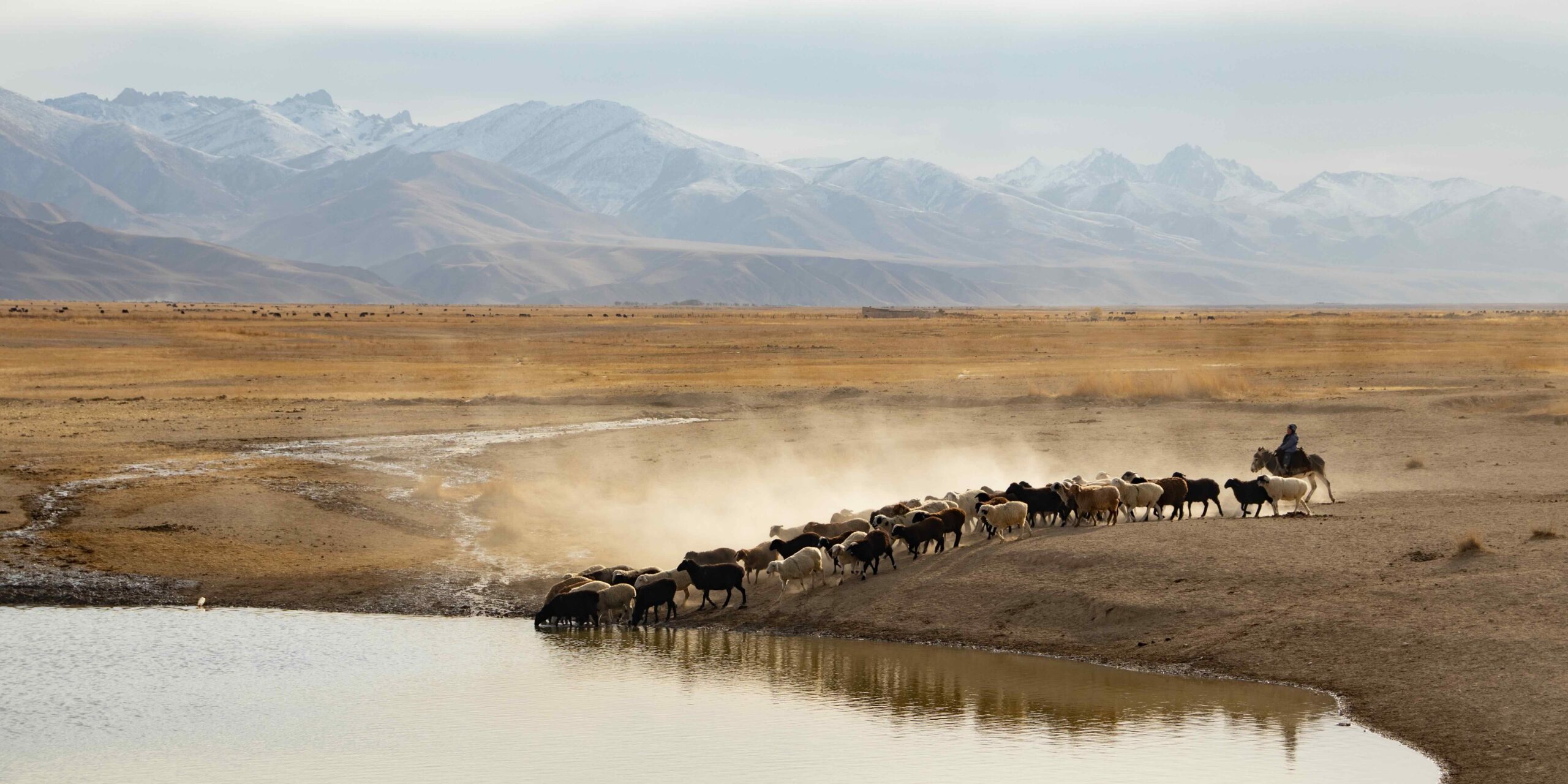 A flock of sheep in Naryn Province