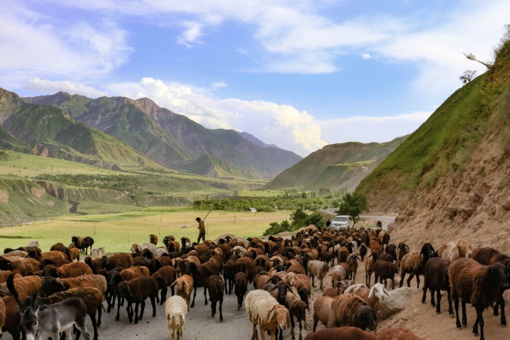 Sheep on the road to Garm