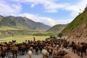 Sheep on the road to Garm