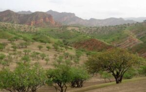 Pistachio trees in Tajikistan. Source: Asia-Plus.