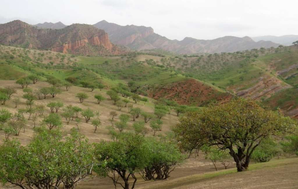 Pistachio trees in Tajikistan. Source: Asia-Plus.