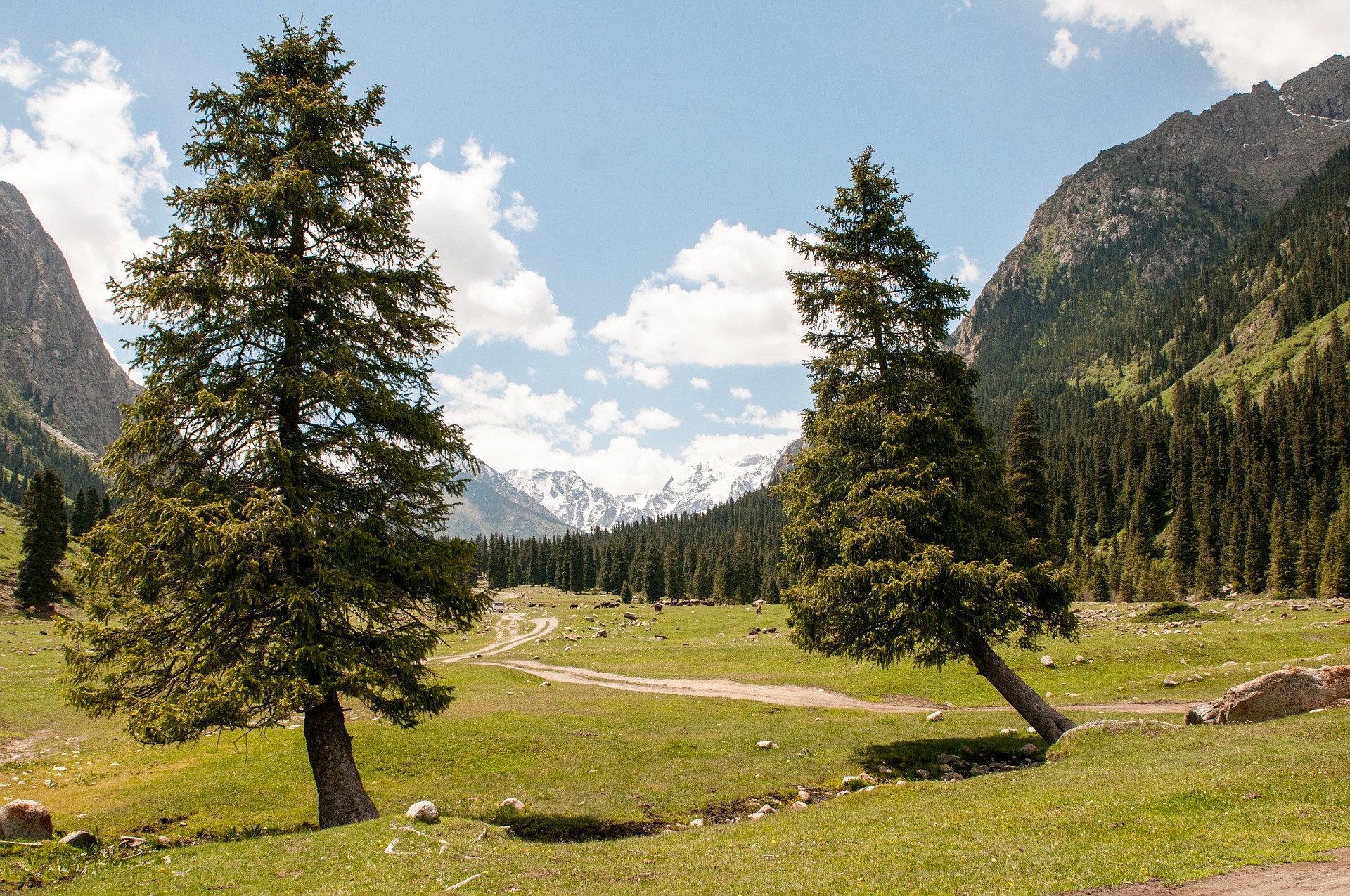 Forêt Sapin Kirghizstan Déforestation