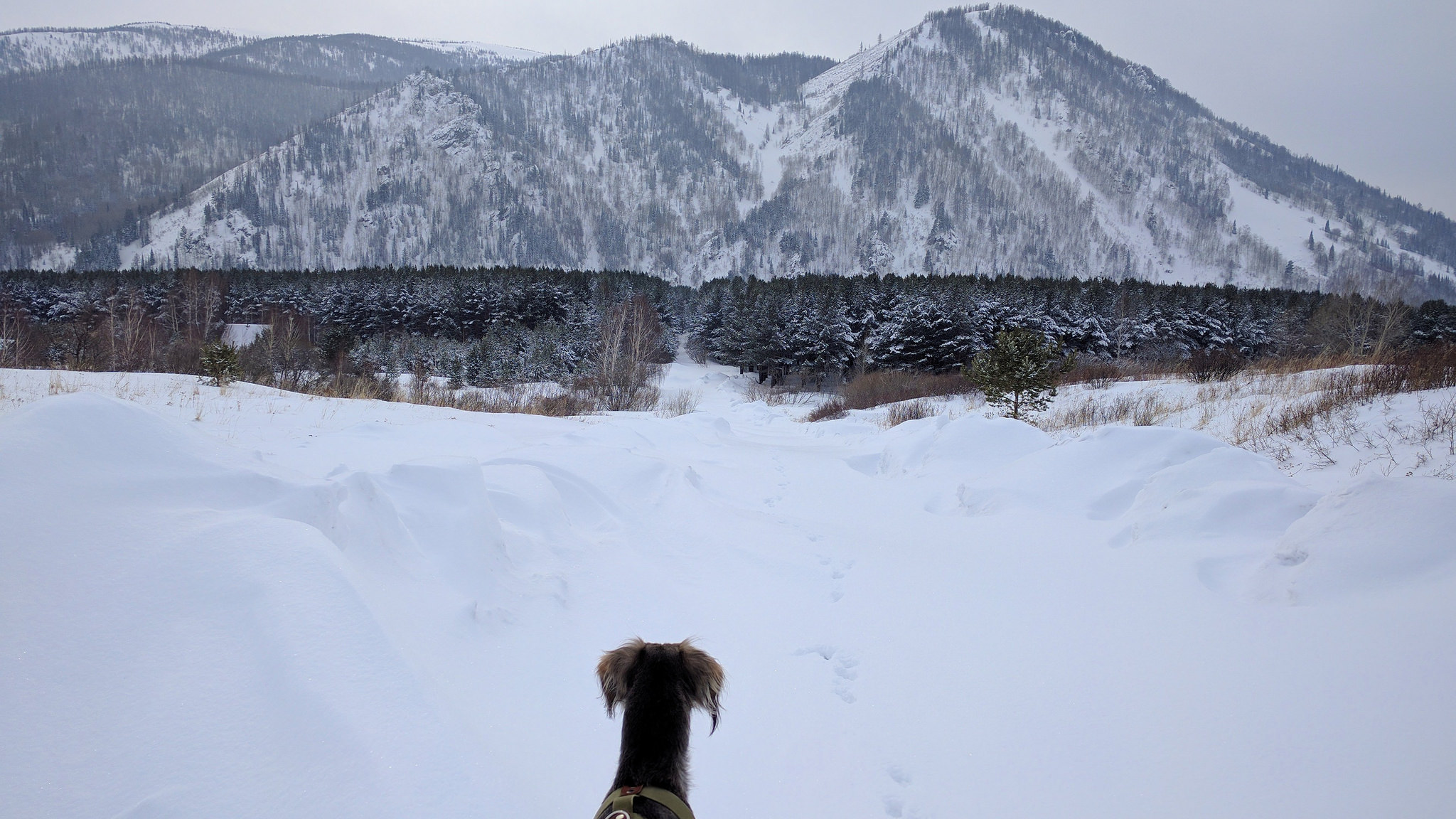 Chien Kazakhstan Neige