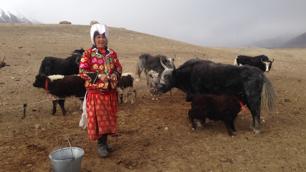 Pamir Kirghiz Afghanistan Yak