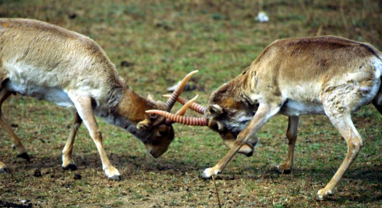 Saïga Kazakhstan antilope corne combat