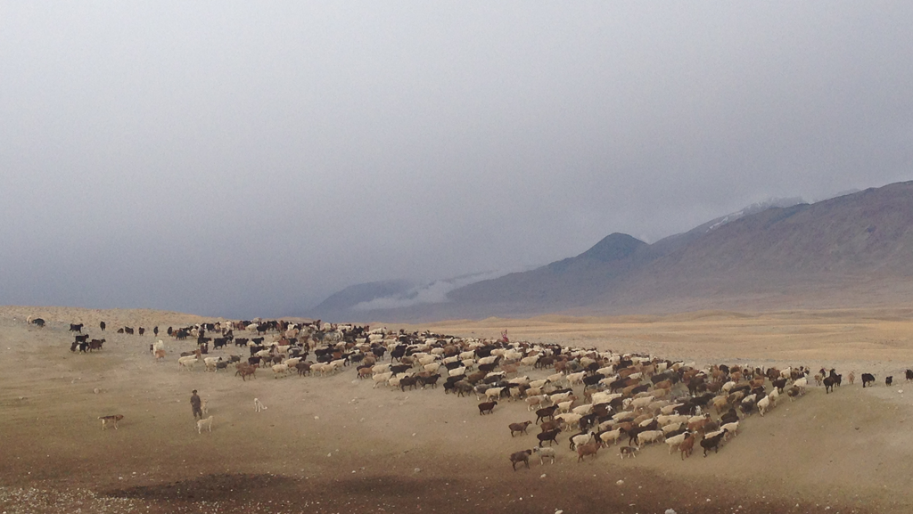 Pamir Kirghiz Afghanistan Mouton Troupeau Plateau