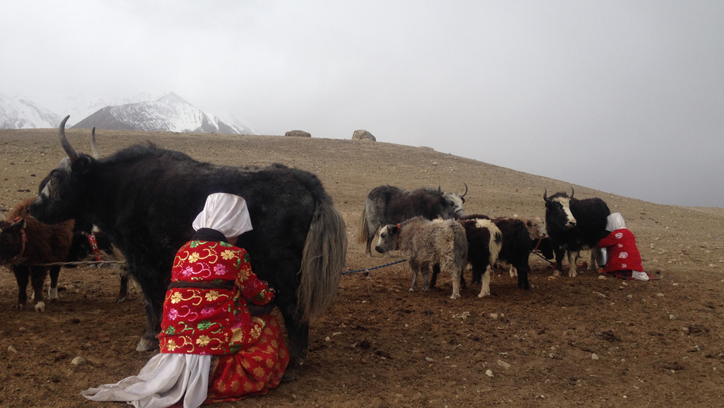 Pamir Kirghiz Afghanistan Yak Traite Lait