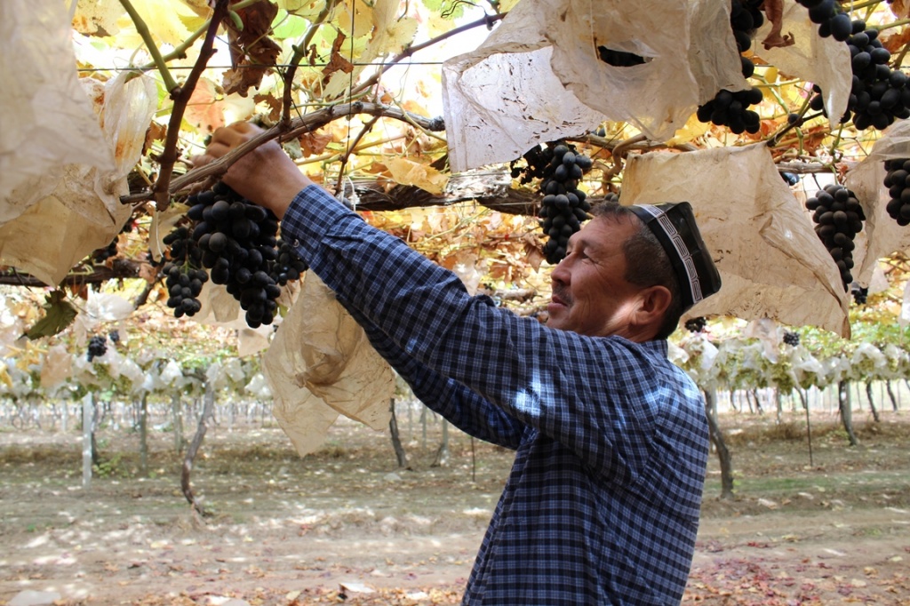 Vin Tadjikistan Viticulteur Vigne Raisin