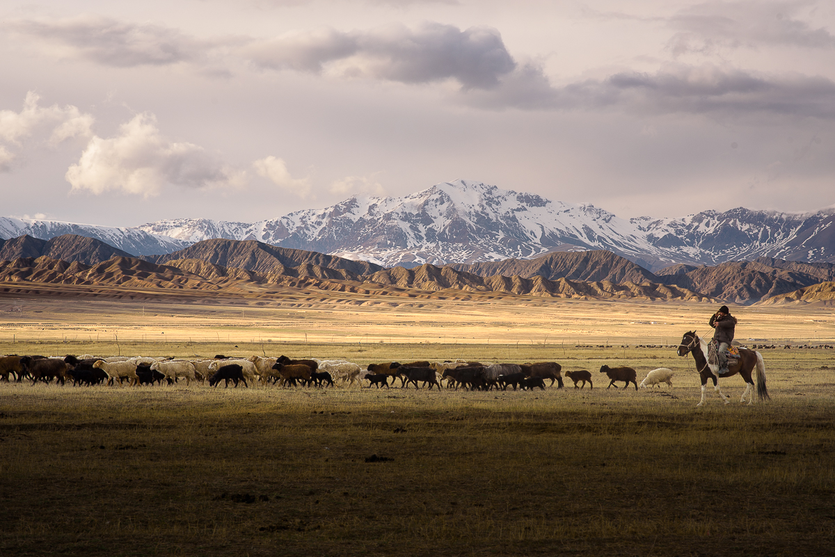 Troupeau moutons Tian Shan Kirghiztan