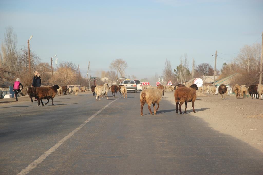 Mouton Kirghizstan Route Traverser Taxi Voiture