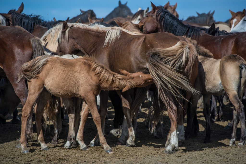 Des chevaux kazakhs