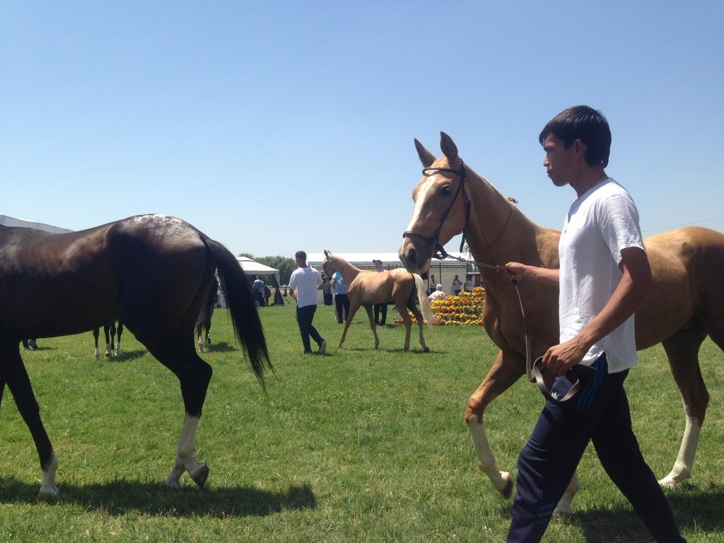 Akhal Teké Concours Ouzbékistan Chevaux Tachkent