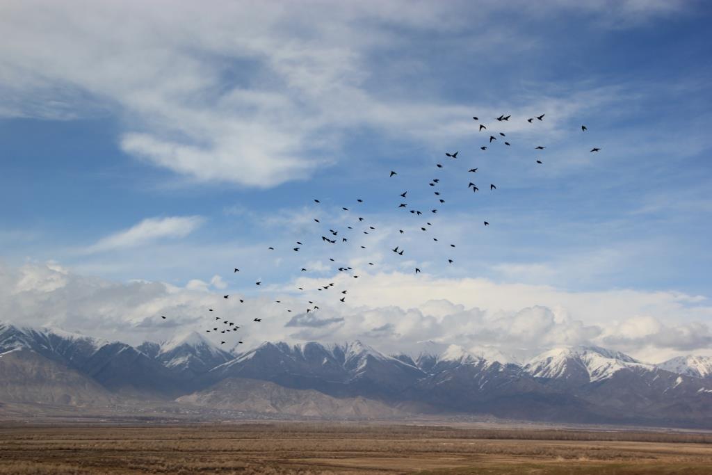 Oiseaux Kirghizstan Issyk-Koul