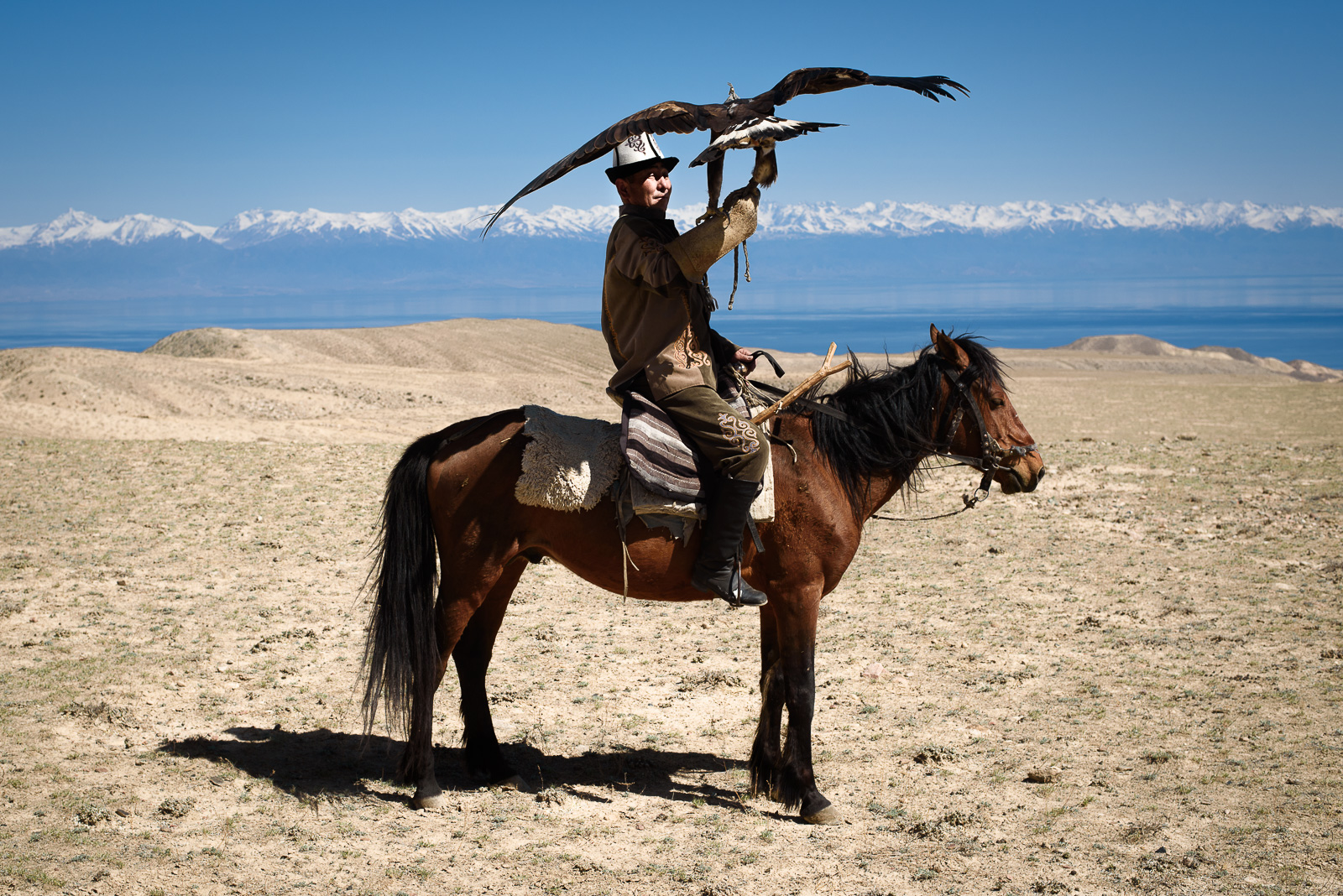 Chasse à l'aigle au Kirghizstan