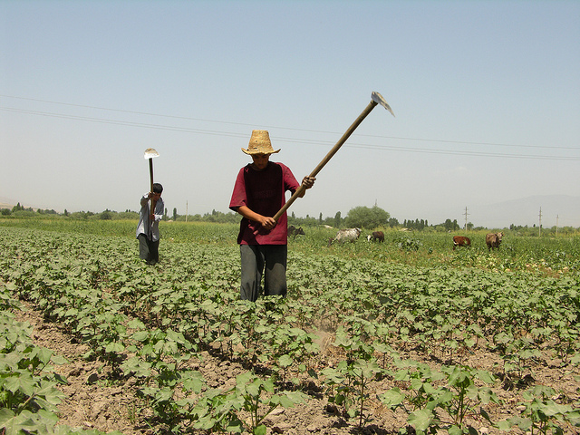 Agriculture Tadjikistan Champs Ouvriers