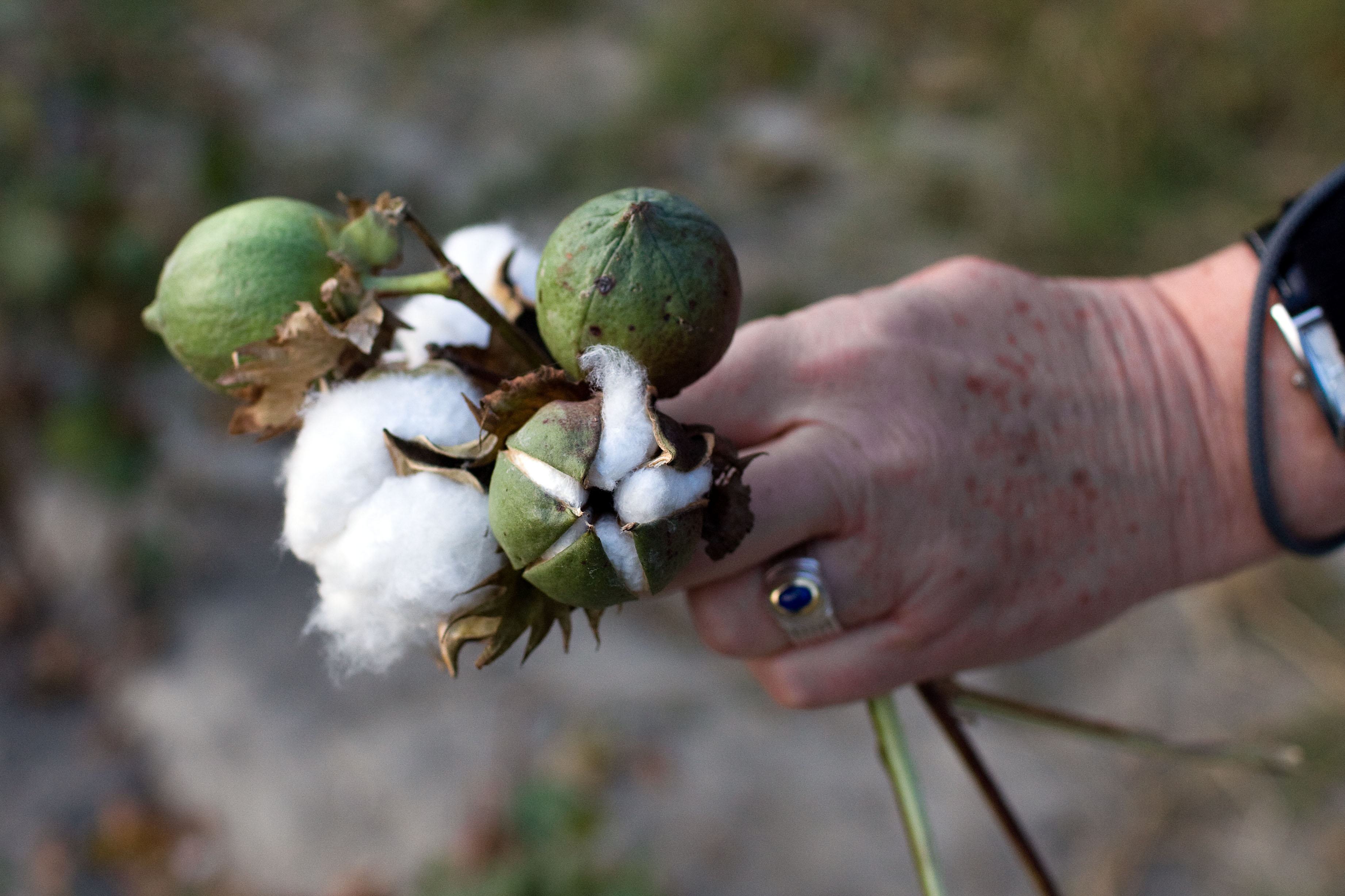 Coton Ouzbékistan Main Economie URSS Monoculture