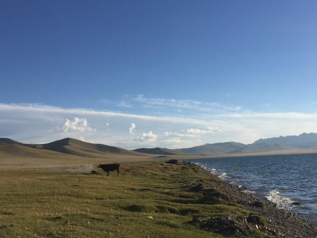 Song Koul Vache Kirghizstan Lac Eau Montagne