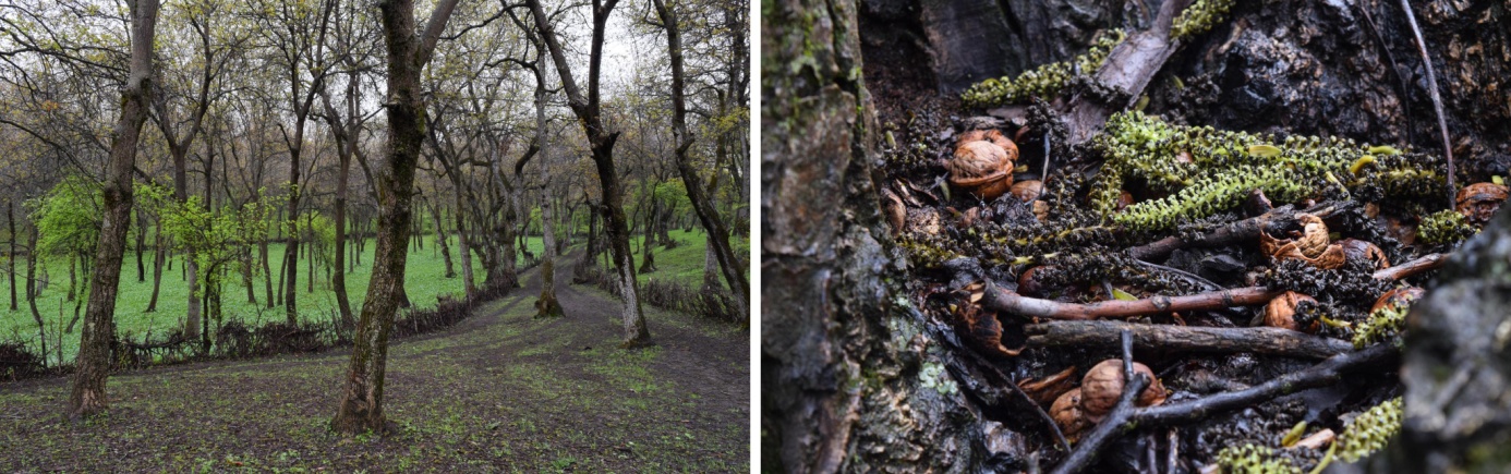 Arslanbob Kyrgyzstan Nut Forest