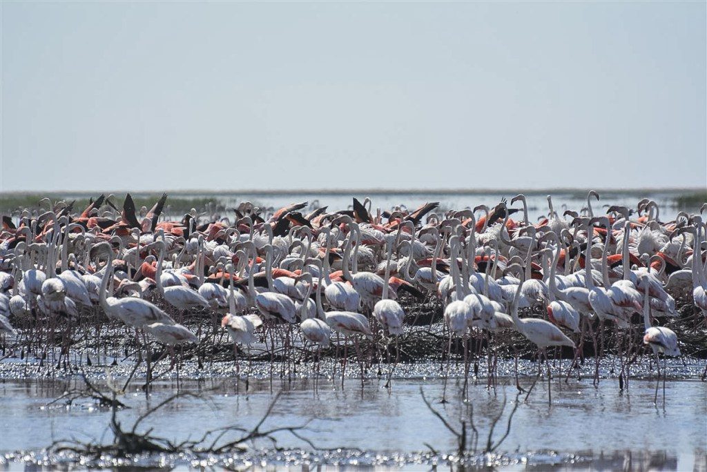 Flamants roses Ouzbékistan Soudotché Lac