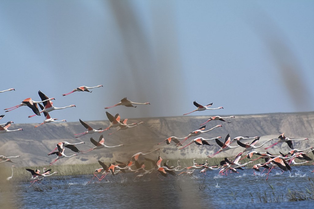 Flamants roses Ouzbékistan Soudotché Lac