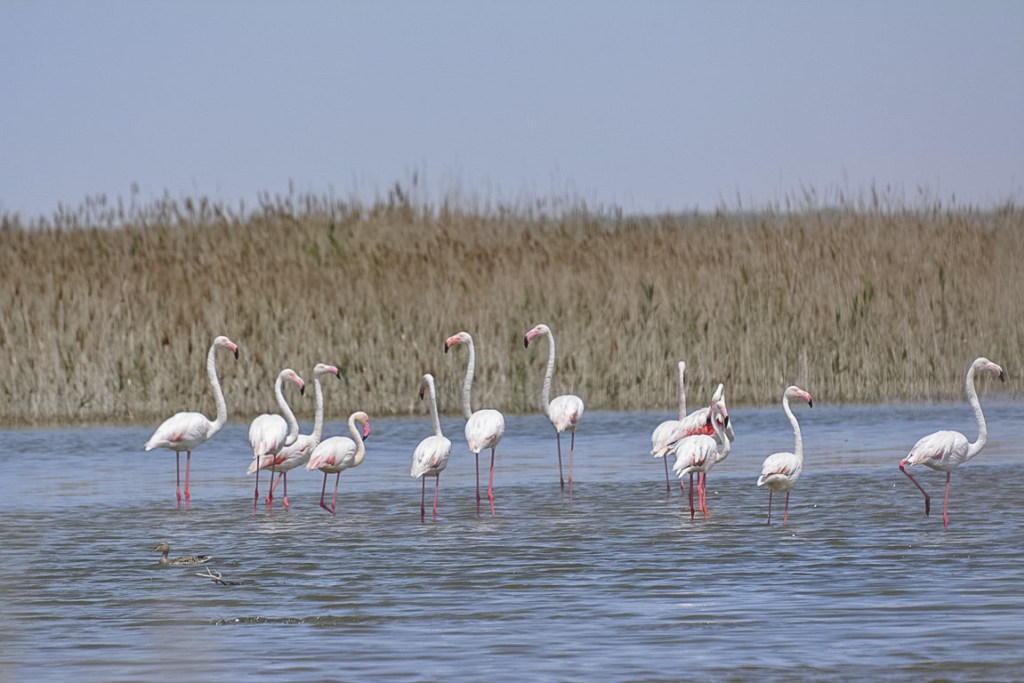 Flamants roses Ouzbékistan Soudotché Lac