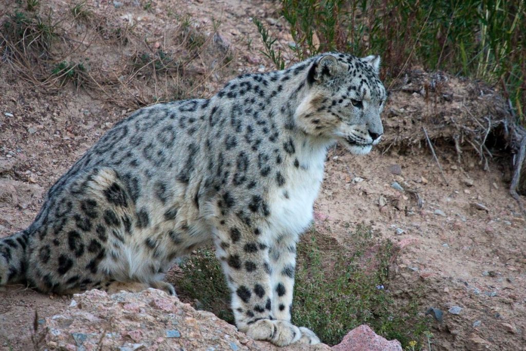 Léopard des neiges Panthère OSI Panthera Kirghizstan