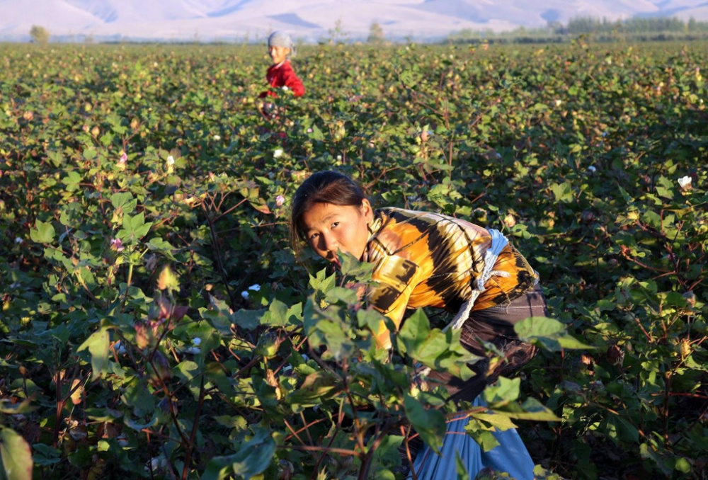 Recours Travail Enfants Problème Kirghizstan