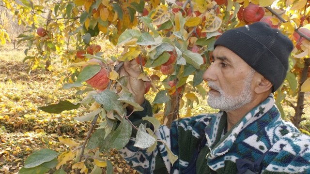 Mizochokh Akobirov Cultivateur Pommes Tadjikistan