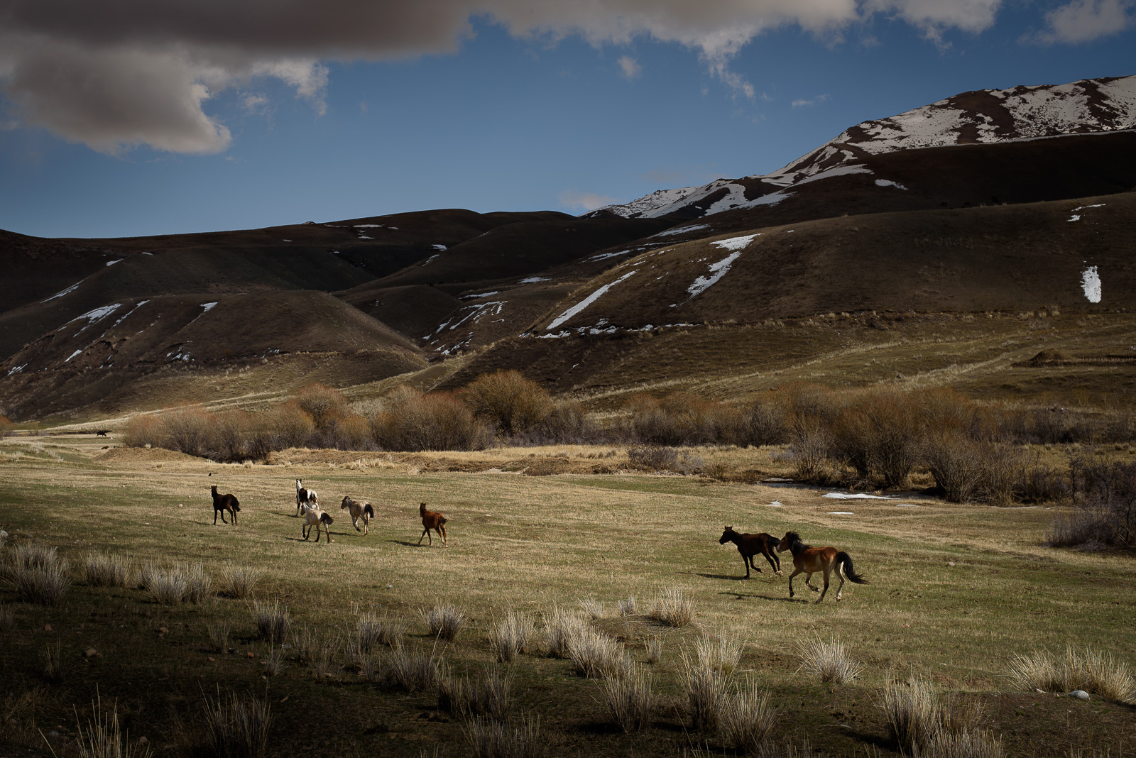 Chevaux au Kirghizstan