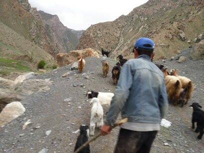 Asie Centrale, Tadjikistan, berger, mutton, montagne