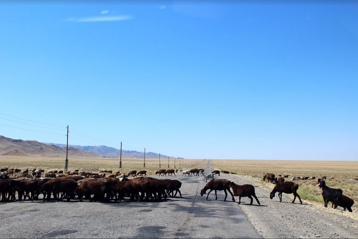 Moutons Nourata Ouzbékistan Boukhara Aykal lac