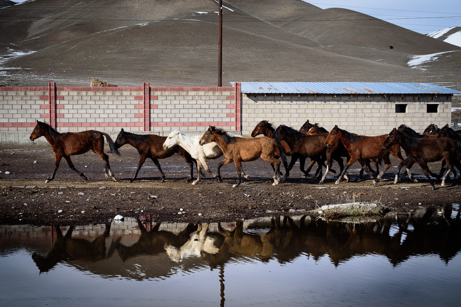 Kirghizstan Chevaux Antoine Béguier