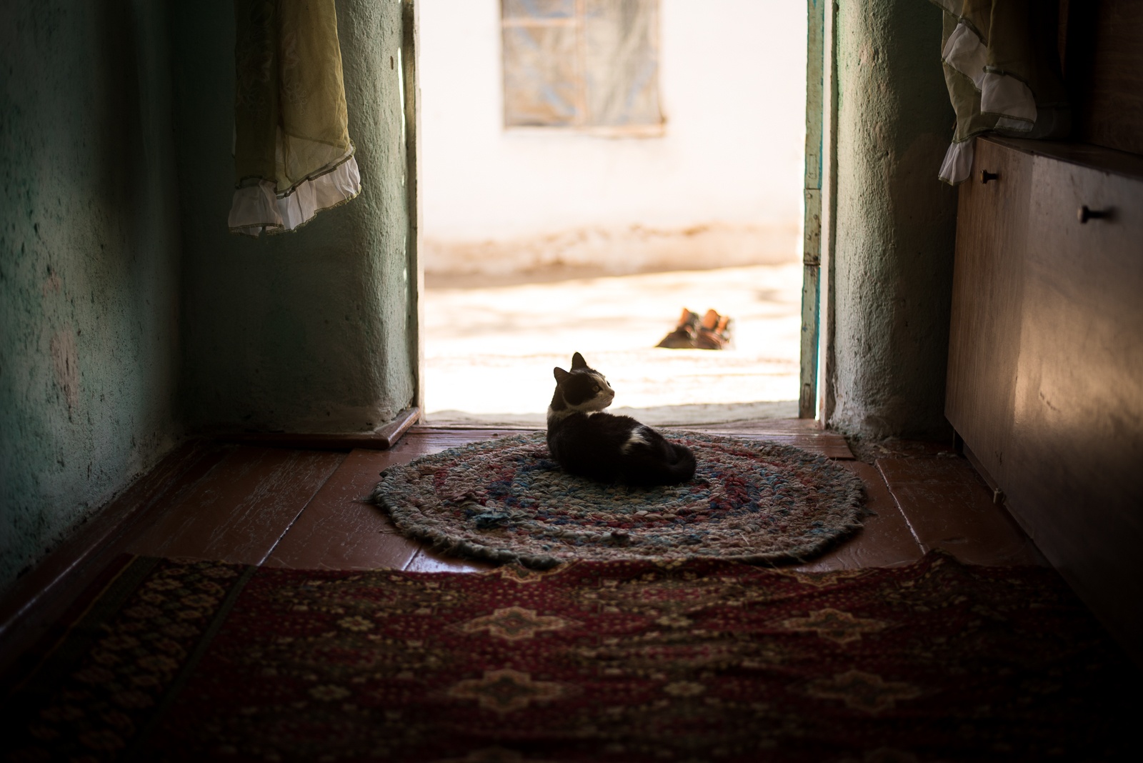 chat jardin Kirghizstan