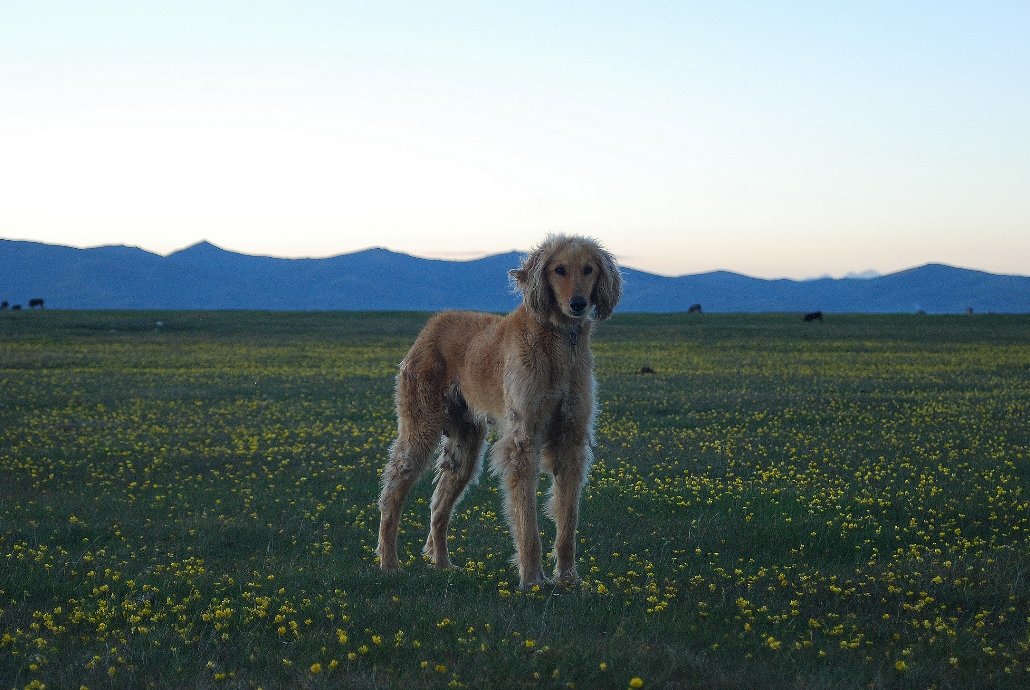 Taigan chien Kirghizstan