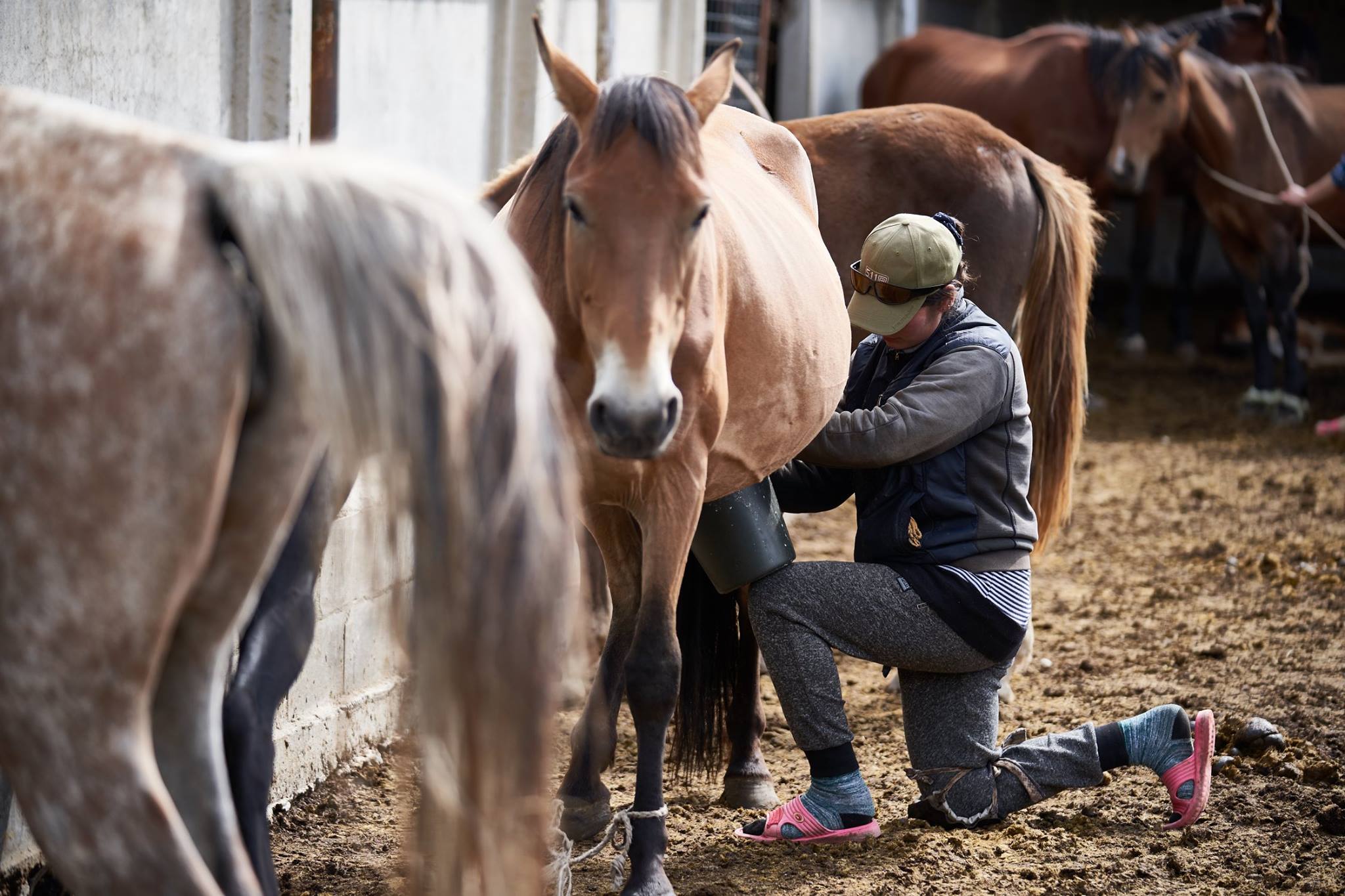 Cette éleveuse prend une certaine pose lorsqu'elle trait sa jument pour obtenir le lait plus tard transformé en Koumys