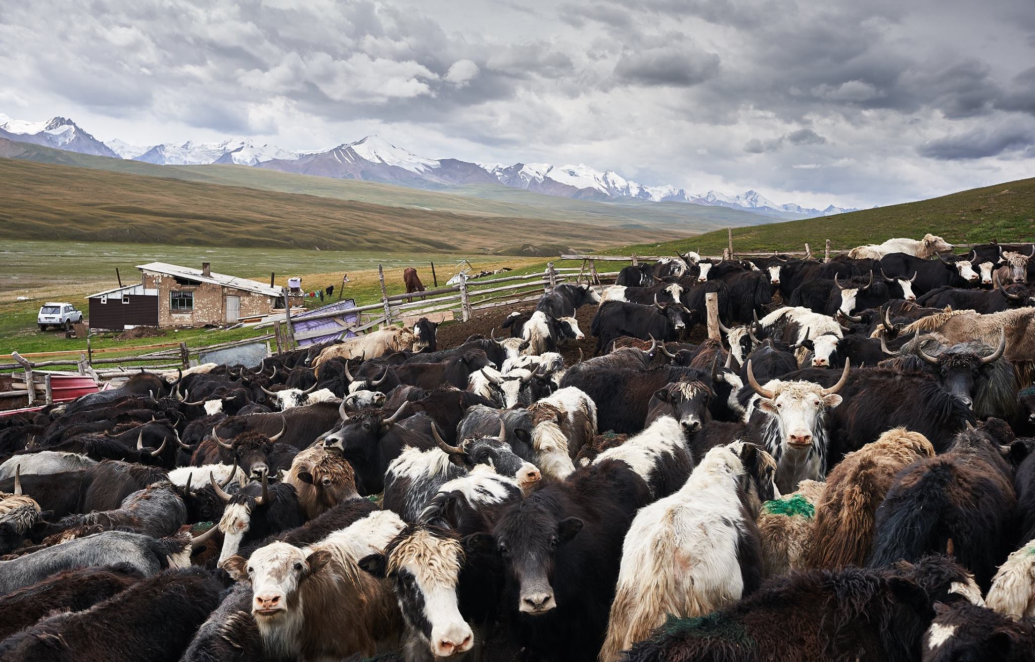 Yak Ferme Kirghizstan Élevage