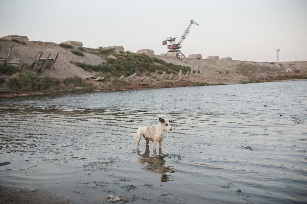 Tien Tran Aralsk Mer d'Aral Chien Kazakhstan